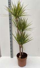 Dracaena Sunray 27Ø 140cm