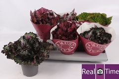 Begonia Leaf Beleaf Mix 13Ø 25cm