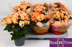 Begonia Double Hailey Sunset 14Ø 35cm
