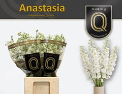 Delphinium Double Dewi Anastasia 70cm
