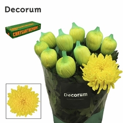 Chrysanth Single Maracuja 75cm 110gr.