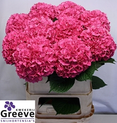 Hydrangea Glowing Alps 80cm 17-19cm Hd