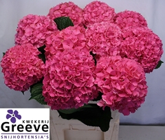 Hydrangea Glowing Alps 80cm 19-21cm Hd