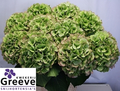 Hydrangea White Verena Classic 80cm 22-24cm Hd