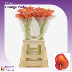 Zantedeschia Orange Pride 70cm