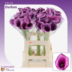 Zantedeschia Durban 70cm