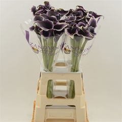 Zantedeschia Dubai Nights 70cm