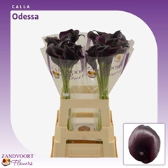 Zantedeschia Odessa 65cm