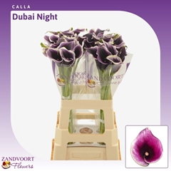 Zantedeschia Dubai Nights 65cm