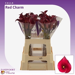 Zantedeschia Red Charm 60cm