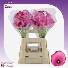 Zantedeschia Zazu 60cm