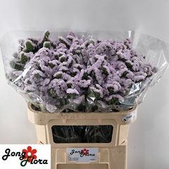 Limonium Sinuatum Fairy Wings 75cm 40gr.