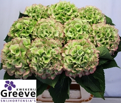 Hydrangea White Verena Classic 80cm 18-20cm Hd