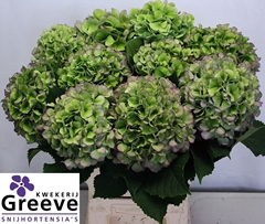 Hydrangea Verena Blue Classic 60cm 15-17cm Hd
