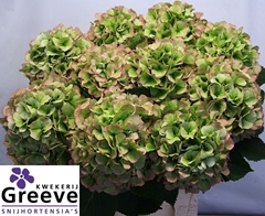 Hydrangea White Verena Classic 80cm 22-24cm Hd