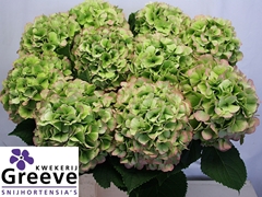 Hydrangea White Verena Classic 80cm 20-22cm Hd