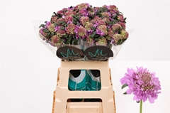 Scabiosa Bon Bon Scoop Ube 60cm