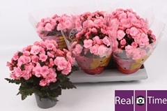 Begonia Double Move 2 Joy Pink 13Ø 25cm