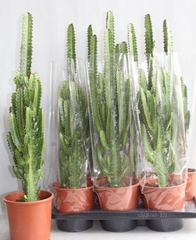 Euphorbia Trigona 17Ø 80cm