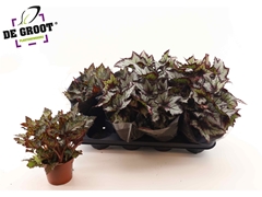 Begonia Leaf Rex Mix 12Ø 20cm