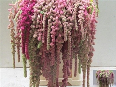 Amaranthus Caudatus Mira 80cm