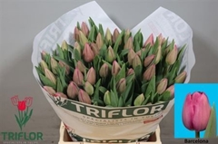 Tulip Single Barcelona 40cm 45gr.