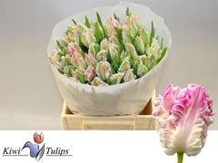 Tulip Parrot Cabanna 40cm 35gr.