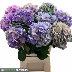 Hydrangea Elbtal Classic 60cm 16-18cm Hd
