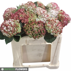 Hydrangea Revolution Classic 50cm 10-12cm Hd
