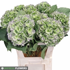 Hydrangea Verena Blue Classic 80cm 21-23cm Hd