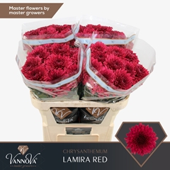 Chrysanth Single Lamira Red 70cm 85gr.