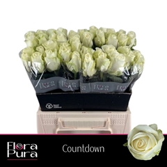 Rosa Countdown! 40cm