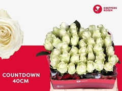 Rosa Countdown! 40cm