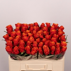 Rosa España@ 50cm