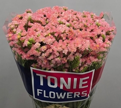 Limonium Sinuatum Peach Wings 70cm 40gr.