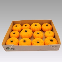 Cucurbita Pepo Jack Be Little 10cm