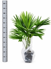 Livistona Rotundifolia 21Ø 145cm