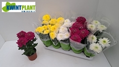 Chrysanth Zembla Mix 12Ø 27cm
