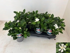 Gardenia 13Ø 28cm