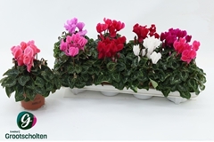 Cyclamen Super Serie Allure 10Ø 20cm