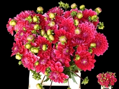 Dahlia Friendship 50cm