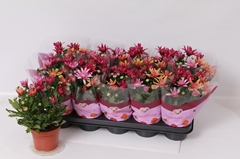 Chrysanth Mix 12Ø 26cm