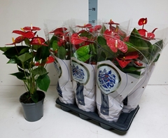 Anthurium Jambo Red 17Ø 65cm