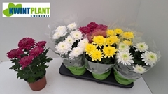 Chrysanth Zembla Mix 15Ø 33cm