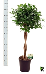 Ficus Microcarpa Moclame 23Ø 105cm