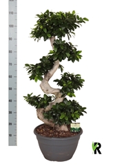 Ficus Microcarpa Ginseng 35Ø 105cm
