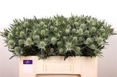 Eryngium Sirius Questar 50cm