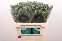 Eryngium Sirius Questar 70cm
