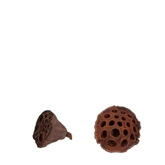 Dried Articles Lotus D04/6cm X100
