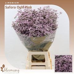 Limonium Safora Oshi Pink 80cm 25gr.